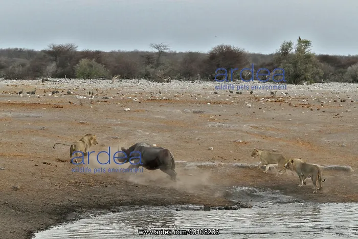 : This Black Rhino has stumbled into a cavity and : This Black Rhino has stumbled into a cavity and