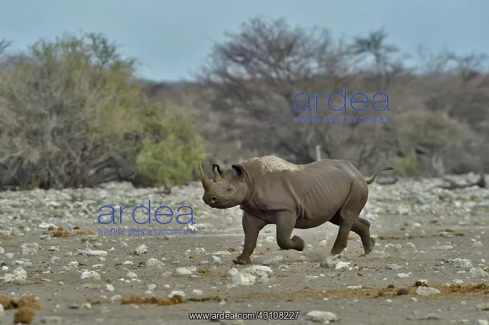 : Black Rhino who managed to repel the attack of three : Black Rhino who managed to repel the attack of three