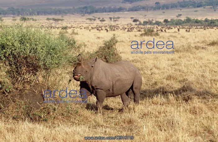 : Black Rhinoceros : Black Rhinoceros