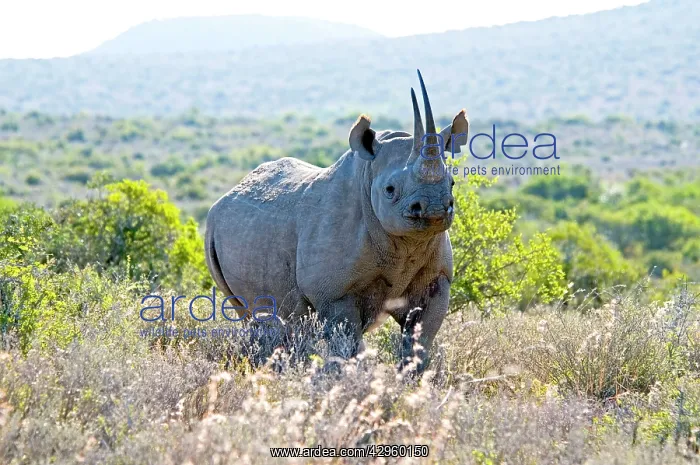 : Black Rhinoceros : Black Rhinoceros