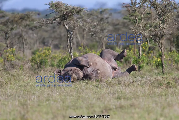 : Black Rhinoceros : Black Rhinoceros