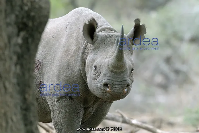 : Black Rhinoceros : Black Rhinoceros