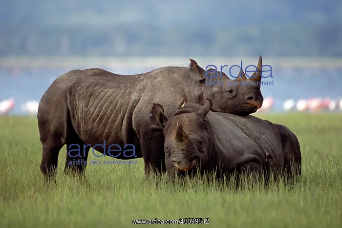 : Black Rhinoceros : Black Rhinoceros
