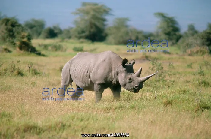 : Black Rhinoceros - charging (digitally manipulated) : Black Rhinoceros - charging (digitally manipulated)