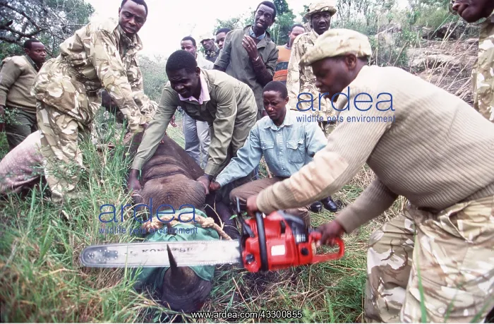 : BLACK RHINOCEROS - being dehorned for its own protection : BLACK RHINOCEROS - being dehorned for its own protection