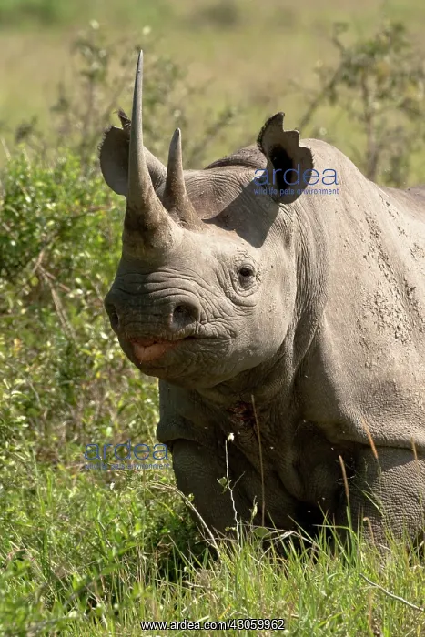 : Black Rhinoceros, Diceros bicornis, in the : Black Rhinoceros, Diceros bicornis, in the
