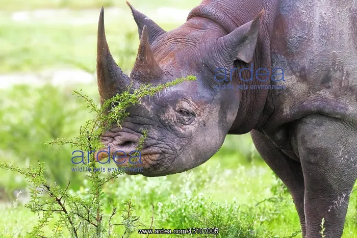 : Black rhinoceros (Diceros bicornis), eating, portrait : Black rhinoceros (Diceros bicornis), eating, portrait
