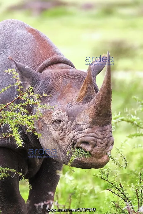: Black rhinoceros (Diceros bicornis), eating, portrait : Black rhinoceros (Diceros bicornis), eating, portrait
