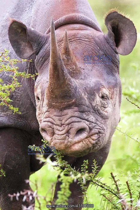  : Black rhinoceros (Diceros bicornis), eating, portrait