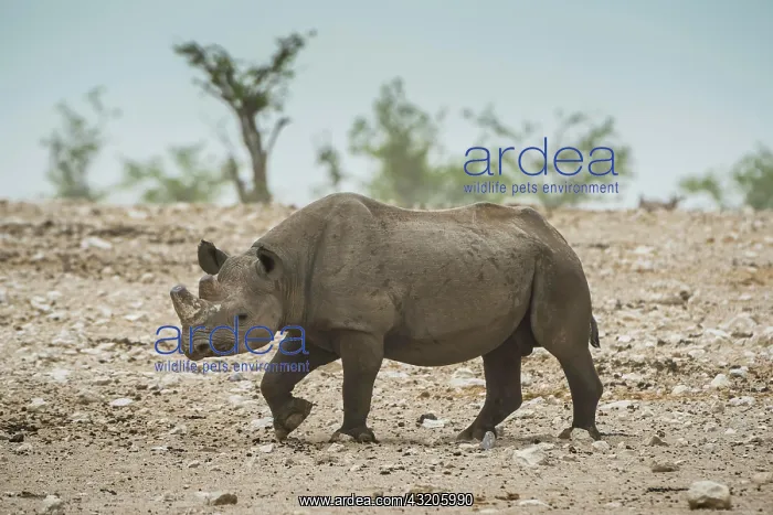 : Black rhinoceros (Diceros bicornis), Etosha National : Black rhinoceros (Diceros bicornis), Etosha National