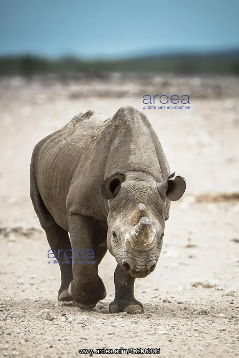 : Black rhinoceros (Diceros bicornis), Etosha National : Black rhinoceros (Diceros bicornis), Etosha National