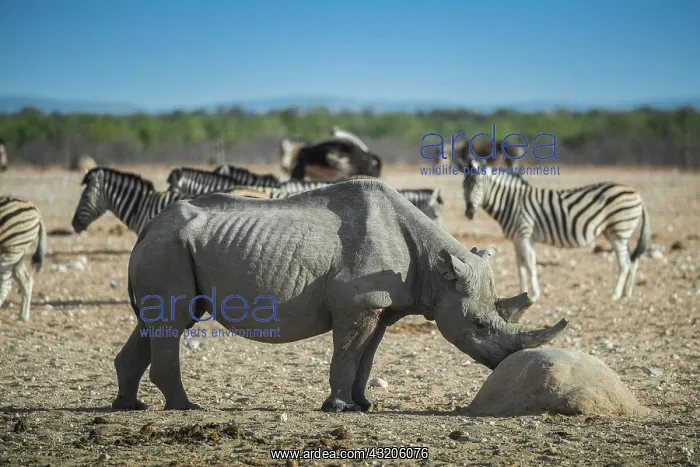 : Black rhinoceros (Diceros bicornis), Etosha National : Black rhinoceros (Diceros bicornis), Etosha National