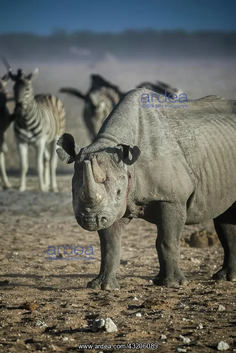 : Black rhinoceros (Diceros bicornis), Etosha National : Black rhinoceros (Diceros bicornis), Etosha National