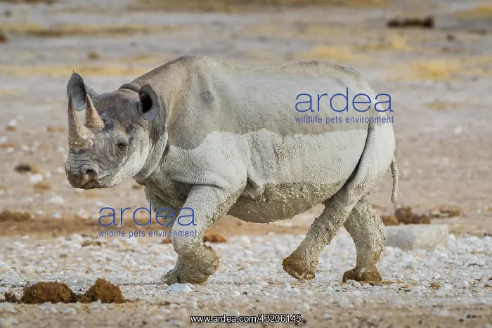 : Black rhinoceros (Diceros bicornis), Etosha National : Black rhinoceros (Diceros bicornis), Etosha National