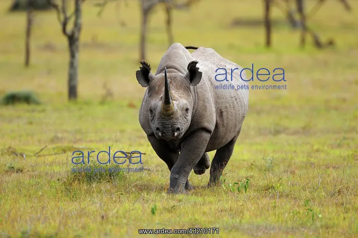: Black Rhinoceros (Diceros bicornis), charging, Sweetwater : Black Rhinoceros (Diceros bicornis), charging, Sweetwater