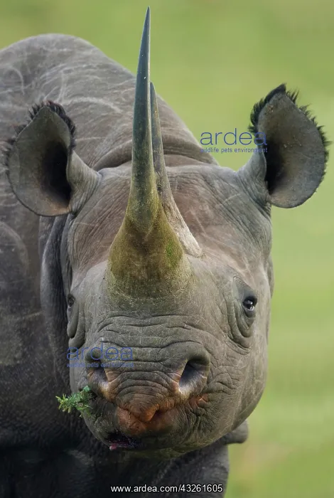 : Black Rhinoceros (Diceros bicornis), portrait, Massai : Black Rhinoceros (Diceros bicornis), portrait, Massai