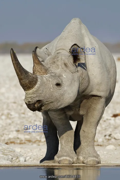 : Black rhinoceros (Diceros bicornis), adult standing : Black rhinoceros (Diceros bicornis), adult standing