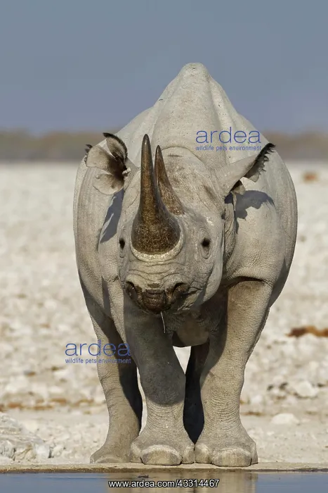 : Black rhinoceros (Diceros bicornis), adult standing : Black rhinoceros (Diceros bicornis), adult standing