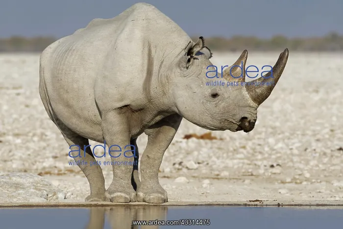 : Black rhinoceros (Diceros bicornis), adult standing : Black rhinoceros (Diceros bicornis), adult standing