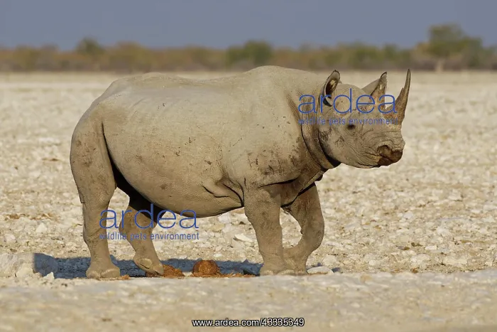 : Black rhinoceros (Diceros bicornis), adult at waterhole : Black rhinoceros (Diceros bicornis), adult at waterhole