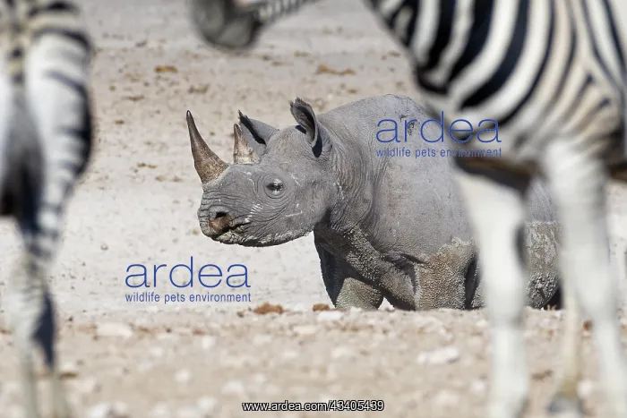 : Black rhinoceros (Diceros bicornis), adult female c : Black rhinoceros (Diceros bicornis), adult female c