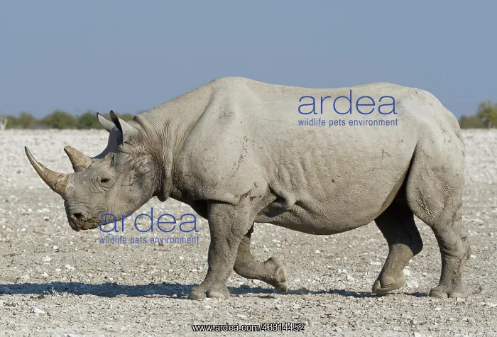 : Black rhinoceros (Diceros bicornis), adult walking : Black rhinoceros (Diceros bicornis), adult walking