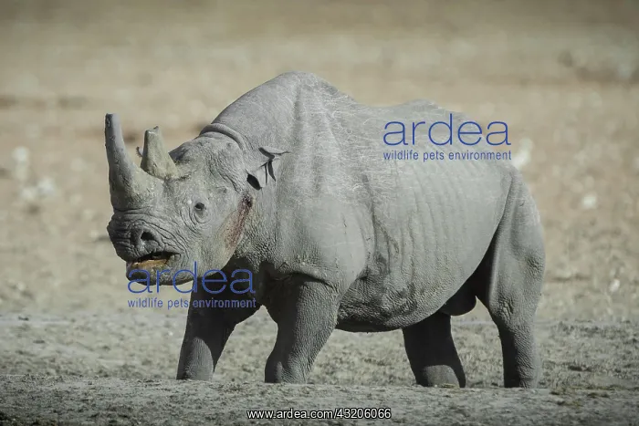 : Black rhinoceros (Diceros bicornis) in aggressive : Black rhinoceros (Diceros bicornis) in aggressive