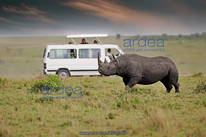 : Black rhinoceros (Diceros bicornis), in the background : Black rhinoceros (Diceros bicornis), in the background
