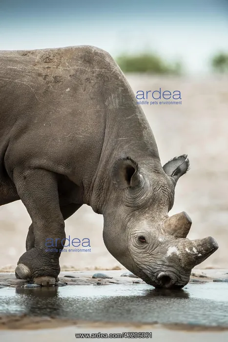 : Black rhinoceros (Diceros bicornis) drinking at : Black rhinoceros (Diceros bicornis) drinking at