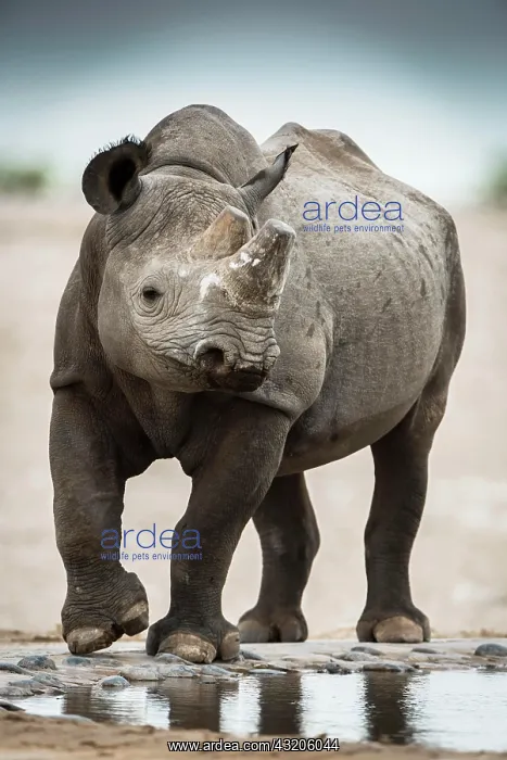 : Black rhinoceros (Diceros bicornis) drinking at : Black rhinoceros (Diceros bicornis) drinking at
