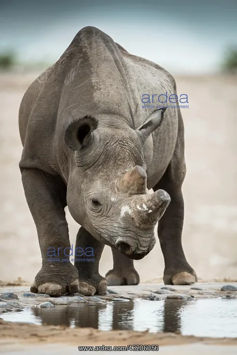: Black rhinoceros (Diceros bicornis) drinking at : Black rhinoceros (Diceros bicornis) drinking at