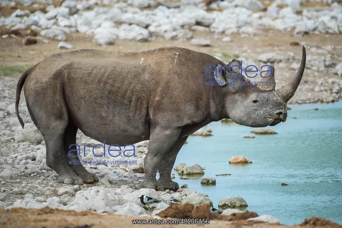: Black rhinoceros (Diceros bicornis) drinking at : Black rhinoceros (Diceros bicornis) drinking at