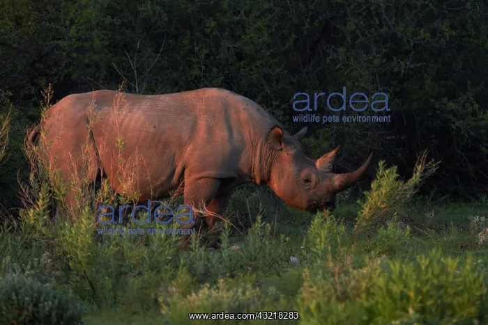 : Black rhinoceros (Diceros bicornis), Etosha : Black rhinoceros (Diceros bicornis), Etosha