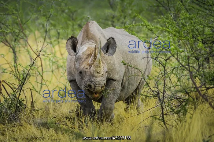 : Black rhinoceros (Diceros bicornis) feeding on a : Black rhinoceros (Diceros bicornis) feeding on a