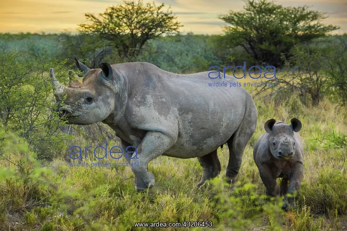 : Black rhinoceros (Diceros bicornis) feeding, female : Black rhinoceros (Diceros bicornis) feeding, female