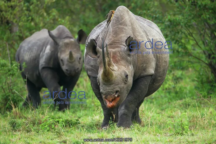 : Black Rhinoceros (Diceros bicornis), female with : Black Rhinoceros (Diceros bicornis), female with