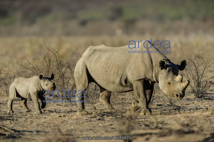 : Black rhinoceros (Diceros bicornis), female with : Black rhinoceros (Diceros bicornis), female with