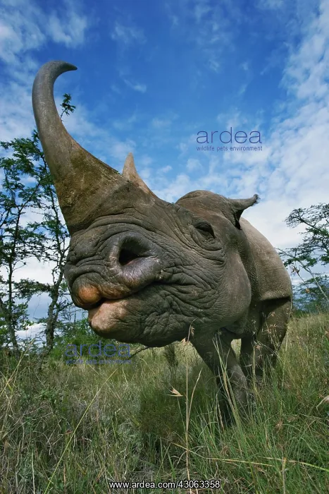 : Black Rhinoceros, Diceros bicornis, Kenya : Black Rhinoceros, Diceros bicornis, Kenya