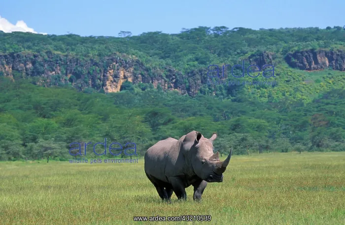 : Black Rhinoceros (Diceros bicornis), Kenya, Africa : Black Rhinoceros (Diceros bicornis), Kenya, Africa