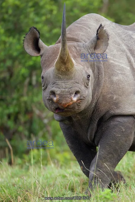 : Black Rhinoceros (Diceros bicornis), Massai Mara : Black Rhinoceros (Diceros bicornis), Massai Mara