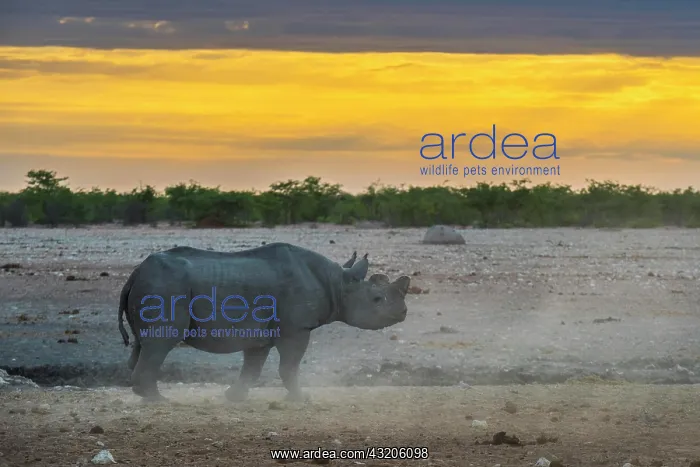 : Black rhinoceros (Diceros bicornis) in the morning : Black rhinoceros (Diceros bicornis) in the morning