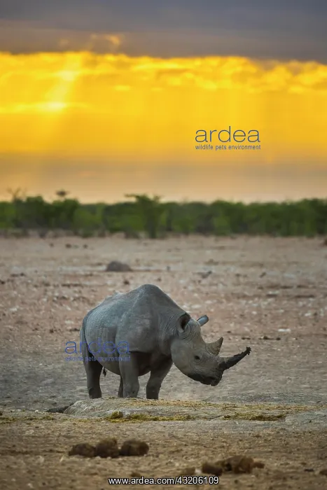 : Black rhinoceros (Diceros bicornis) in the morning : Black rhinoceros (Diceros bicornis) in the morning