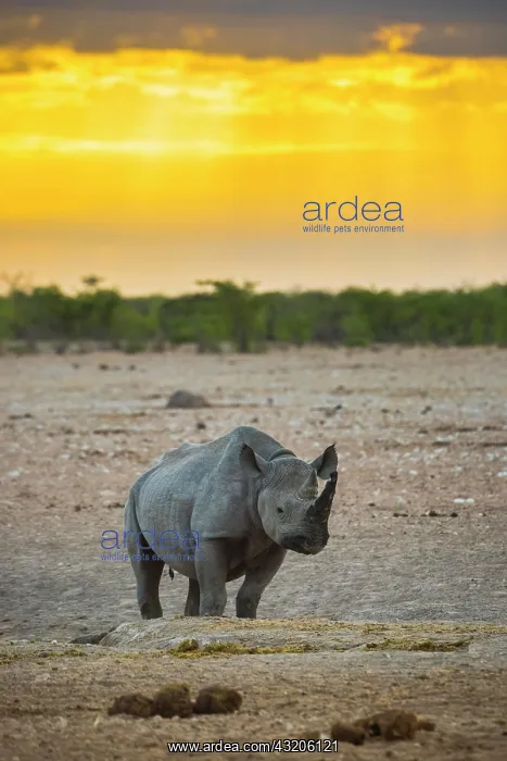 : Black rhinoceros (Diceros bicornis) in the morning : Black rhinoceros (Diceros bicornis) in the morning