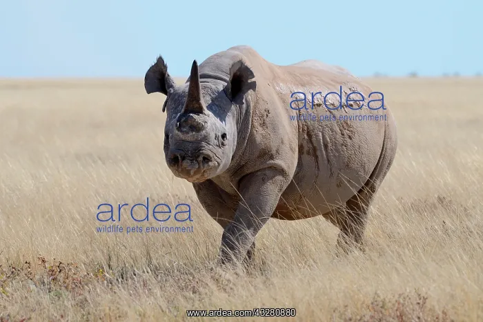: Black rhinoceros (Diceros bicornis) with a single : Black rhinoceros (Diceros bicornis) with a single