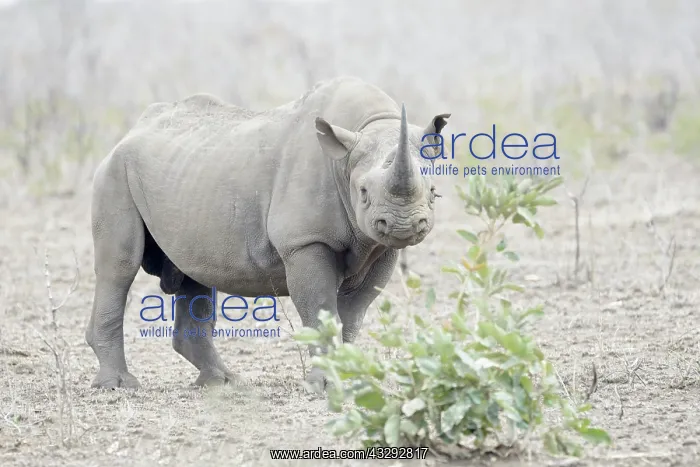 : Black Rhinoceros (Diceros bicornis) standing on : Black Rhinoceros (Diceros bicornis) standing on