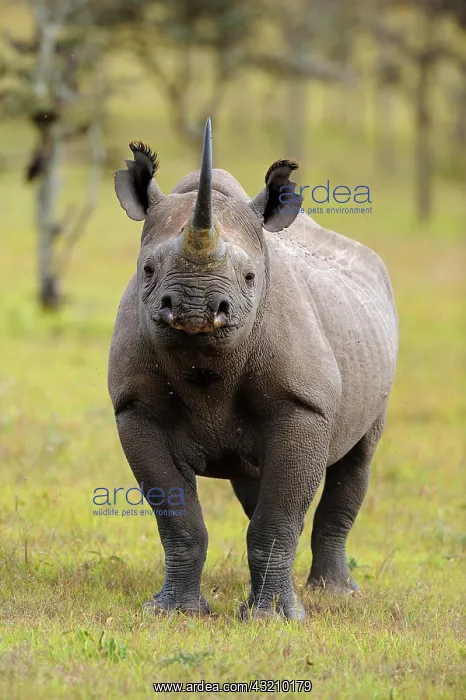 : Black Rhinoceros (Diceros bicornis), Sweetwater : Black Rhinoceros (Diceros bicornis), Sweetwater