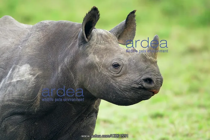 : Black Rhinoceros (Diceros bicornis) young animal : Black Rhinoceros (Diceros bicornis) young animal