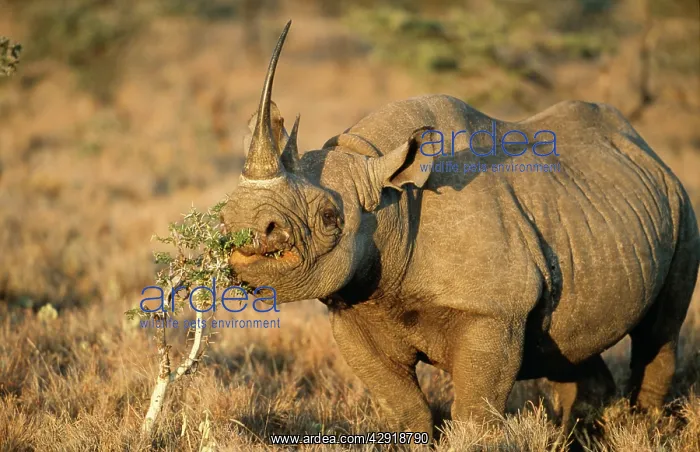 : Black Rhinoceros - feeding : Black Rhinoceros - feeding