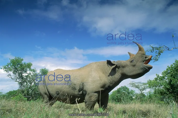  : Black Rhinoceros - feeding, using prehensile upper lip