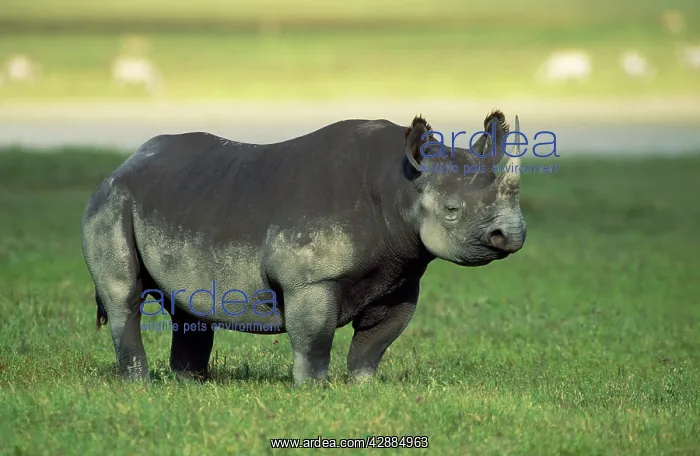  : Black Rhinoceros - female
